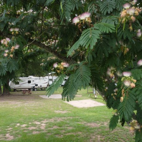 rvs parked under trees in grassy area